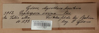 Lasiosphaeria ovina image